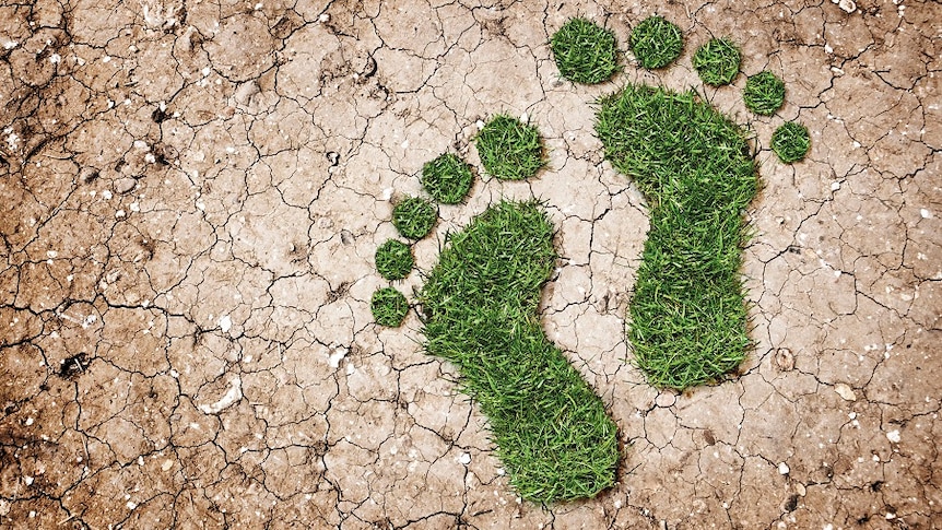 Illustration of green ‘vegetation’ footprints
