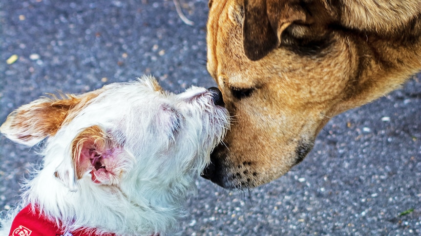 Two dogs touch heads