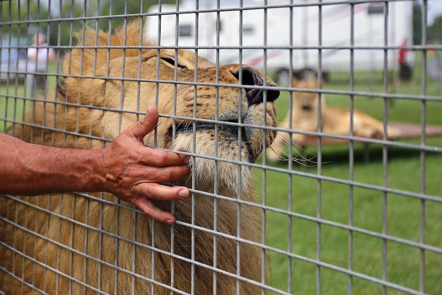 Hand scratching lion's chin through fence