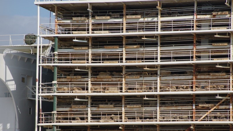 Rows of livestock fill a large vessel