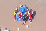 a group of lifesavers carry a dolphin in a tarpaulin after it was mauled by sharks