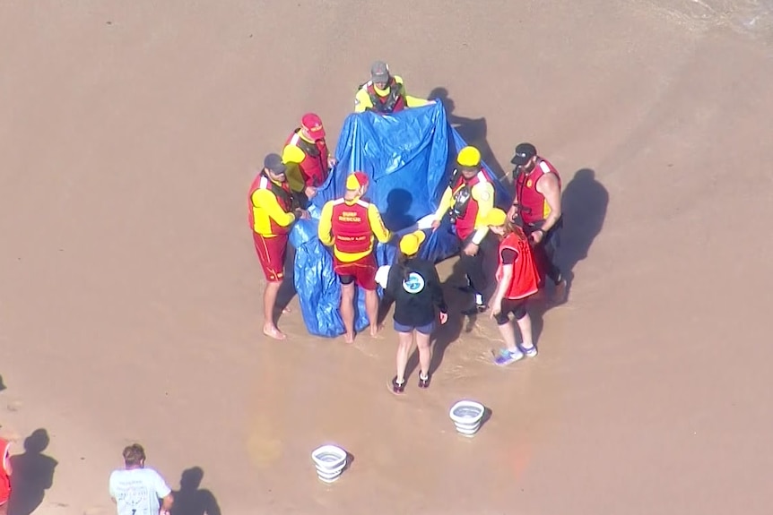 a group of lifesavers carry a dolphin in a tarpaulin after it was mauled by sharks