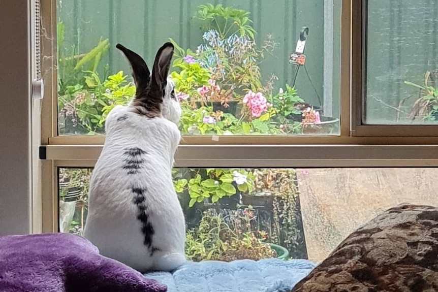 A black and white rabbit sitting on the edge of a bed looking out the window at a garden.