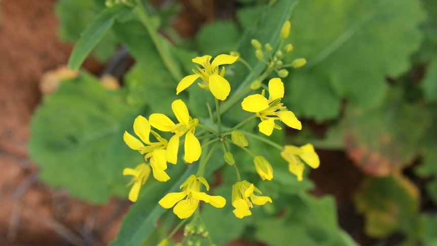 Canola flowers