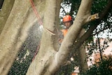 Two tree loppers cut into a branch, sawdust spraying everywhere.