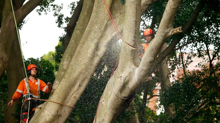 Two tree loppers cut into a branch, sawdust spraying everywhere.