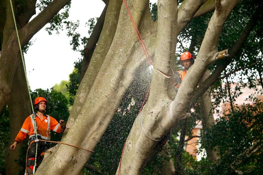 Two tree loppers cut into a branch, sawdust spraying everywhere.