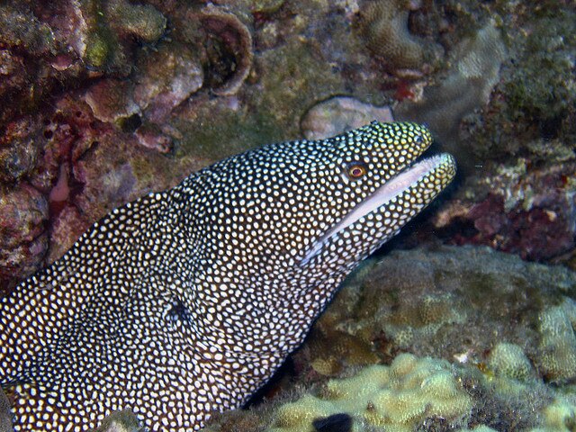 There's something about eels - ABC Radio National