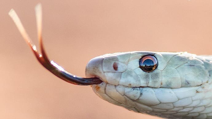 A macro photo of a snake flicking its tongue.