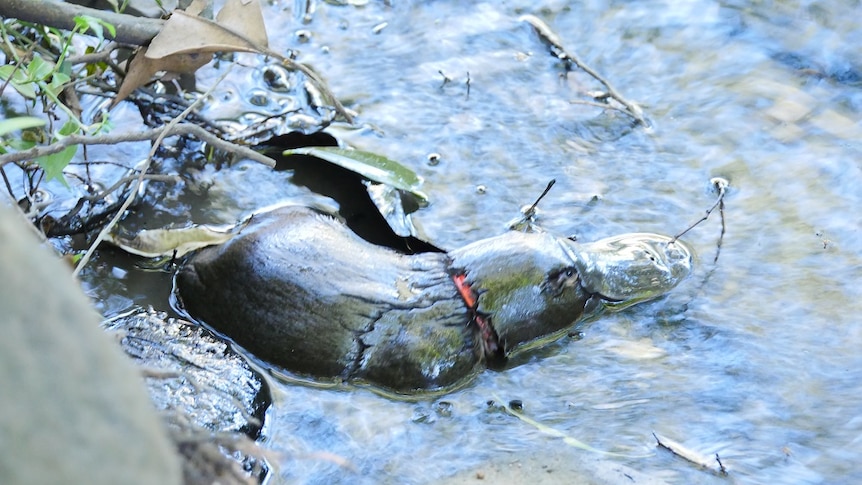 A platypus with a plastic band around its neck.