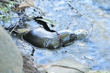 A platypus with a plastic band around its neck.
