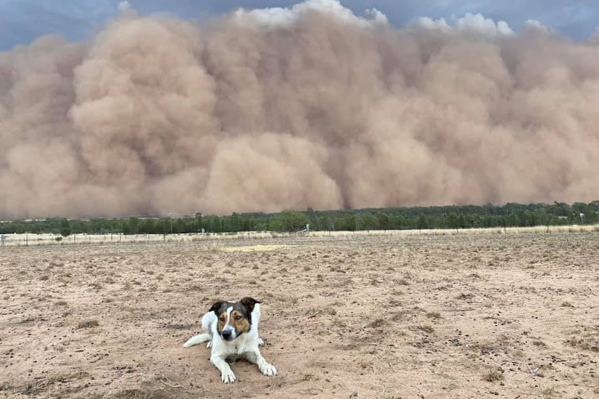 A dog rests on the ground of a rural property as a large wall of dust looms in the background.