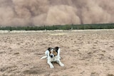 A dog rests on the ground of a rural property as a large wall of dust looms in the background.