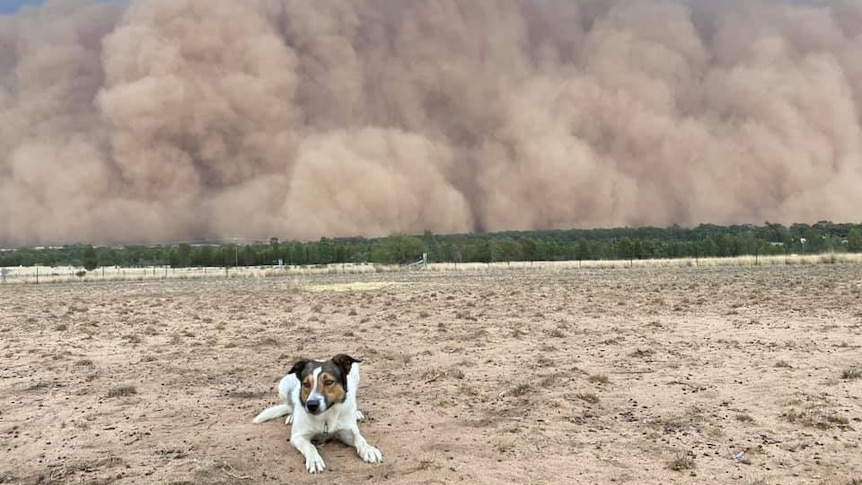 A dog rests on the ground of a rural property as a large wall of dust looms in the background.