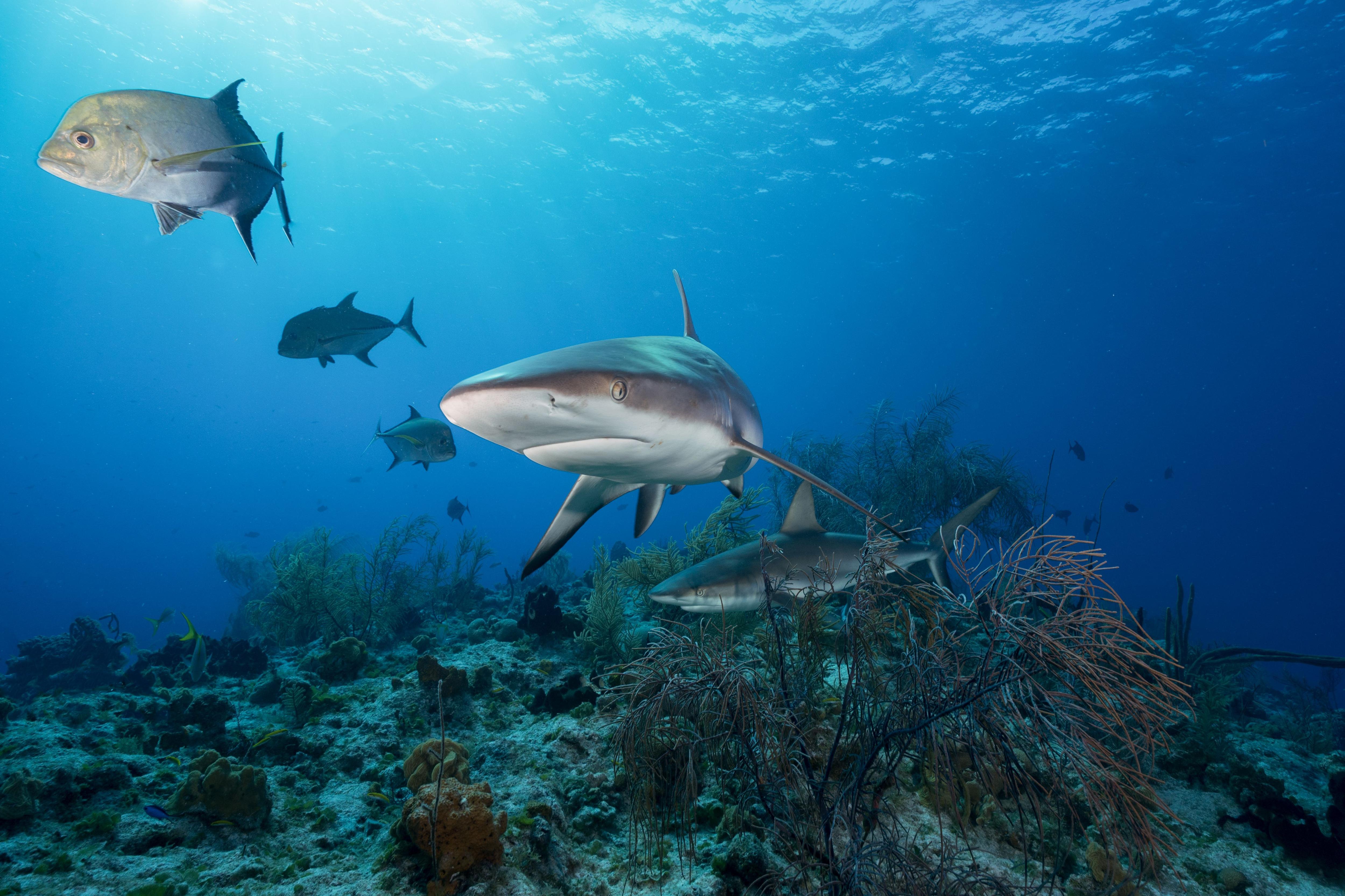 Reef sharks at higher risk of extinction than expected - ABC Pacific