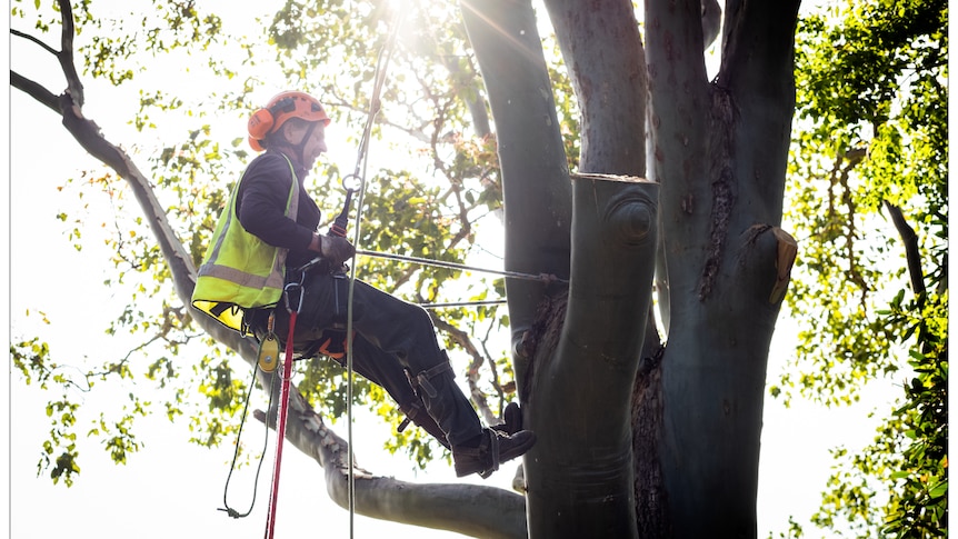 Arborist Matt Engel, climbs a tree, he is wearing a hi-vis with an orange helmet and ear muffs.