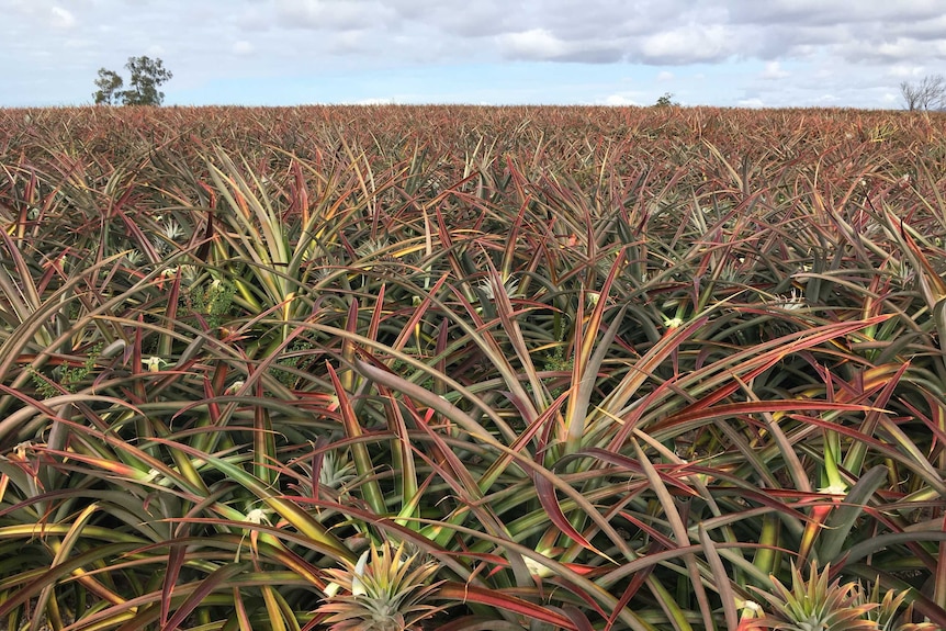 A pineapple patch that's been freshly picked at Peter Sherriff's farm near Yeppoon on the central Queensland coast.