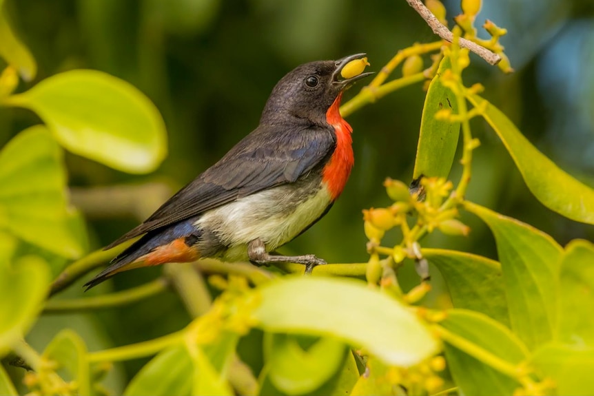 A small black, red and grey bird sits on plant leaves with a fruit in its mouth.