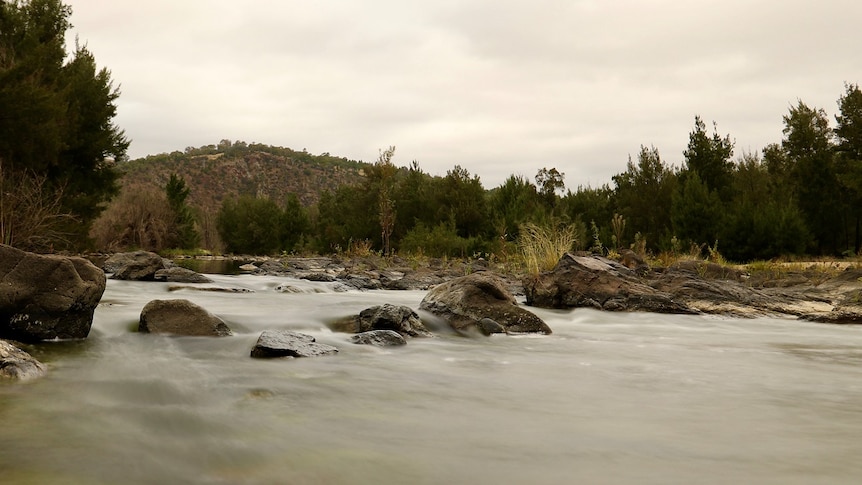 A river running in the bush.