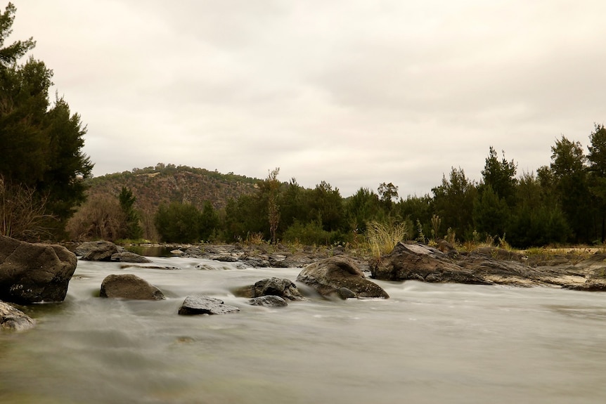 A river running in the bush.