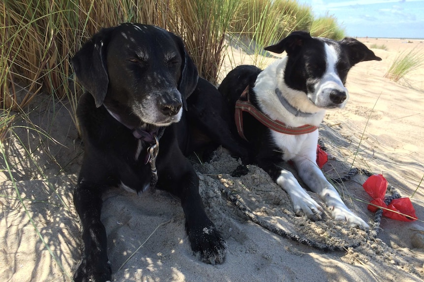 A black and a black and white dog sitting in the shade of plants on a beach