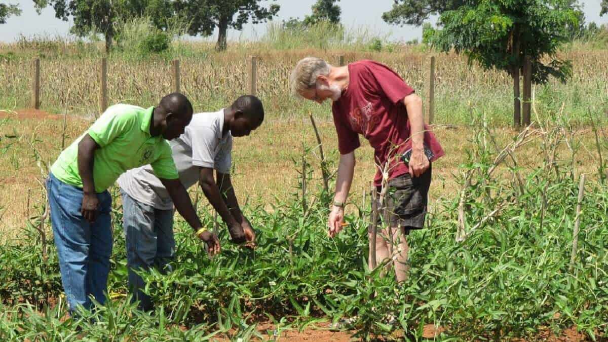 Fighting Famine in Nigeria with modified Cowpea crops - ABC listen