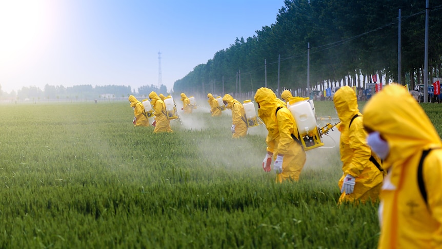 A group of people in yellow hazmat suits spray a field of crops.
