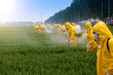 A group of people in yellow hazmat suits spray a field of crops.