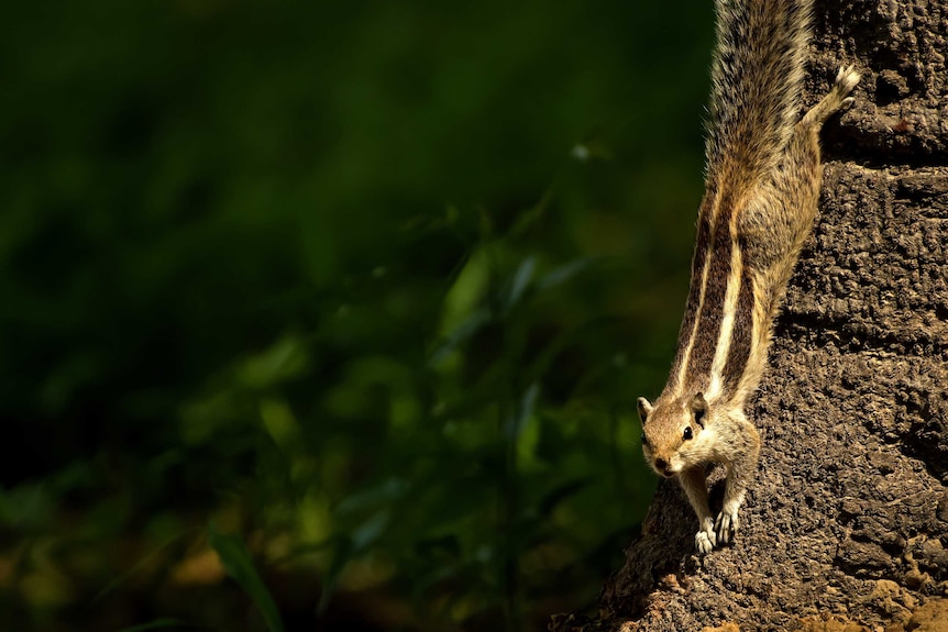 Palm squirrel climbing down a tree in the wilderness.