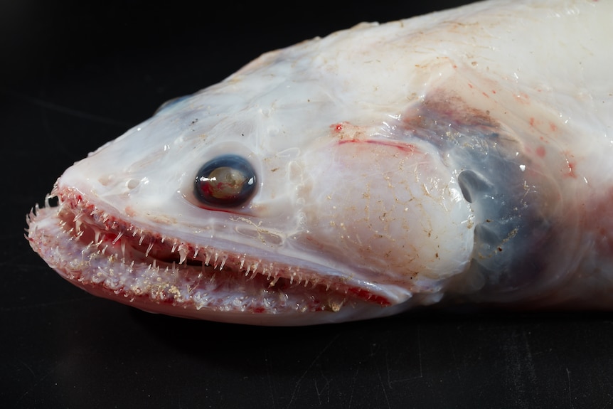 A fish with translucent pink skin, wide black eyes and a mouth full of tiny razor teeth is seen on a black background.
