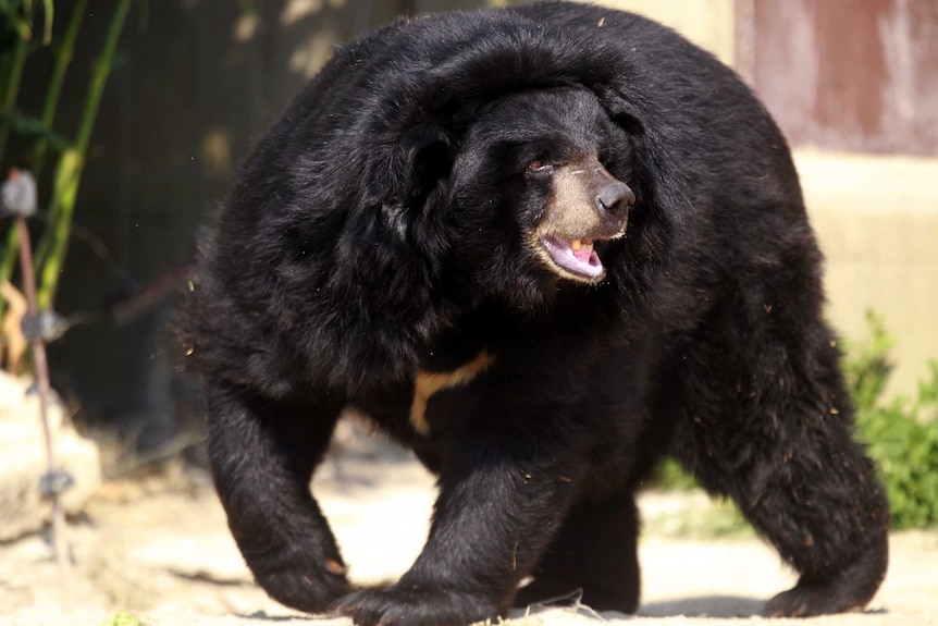 An Asian black bear