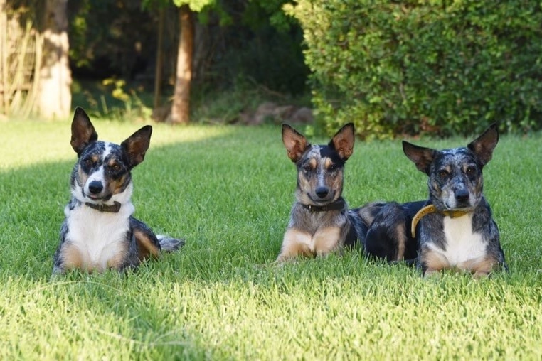 Three dogs sit in a line