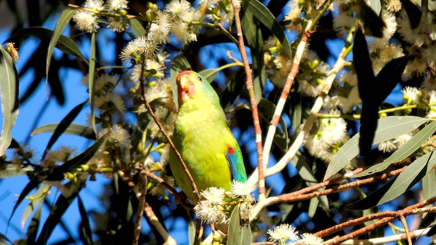 A colourful bird, mainly green and yellow, sits on a branch.