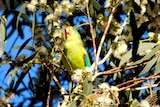 A colourful bird, mainly green and yellow, sits on a branch.