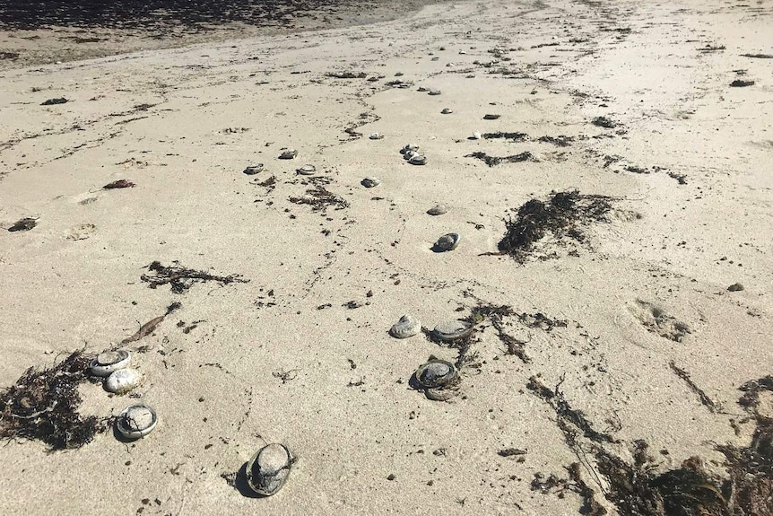 Dead shellfish litter a white sandy beach.