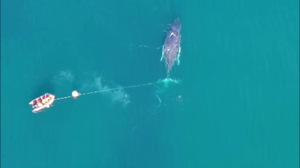 Migratory Whales Face Perilous Journey as Entanglement Crisis Deepens Off NSW Coast