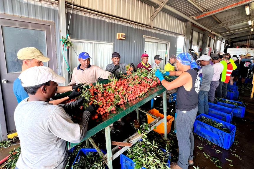 A group of workers standing around a table of brightly coloured lychees. They're picking the fruit off the remaining stems