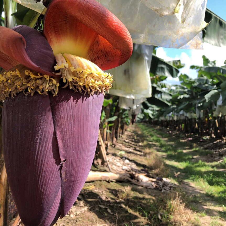 A bright-purple bell, or tear-shaped flower, hangs from a tree where it will soon form hands of bananas