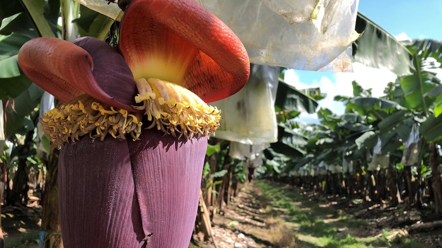 A bright-purple bell, or tear-shaped flower, hangs from a tree where it will soon form hands of bananas