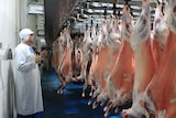 A man in a white coat stands in front of rows of lamb carcases