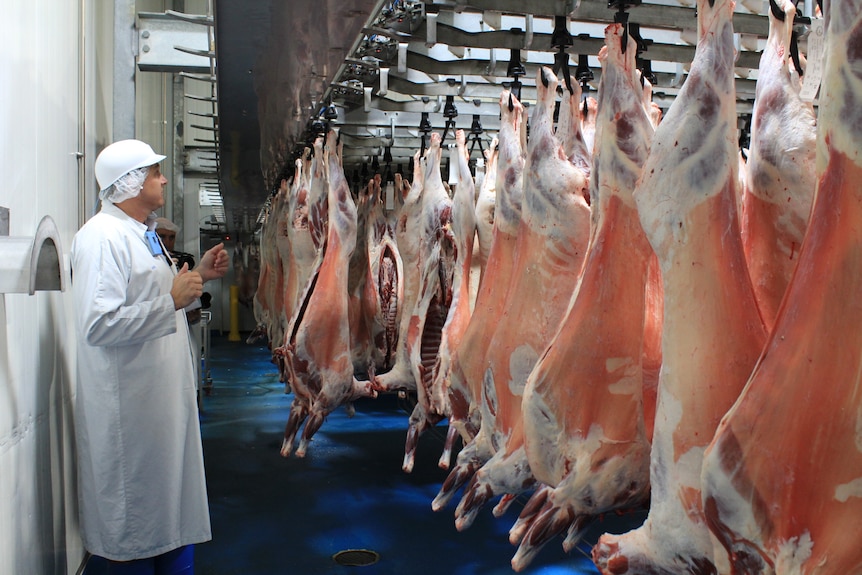 A man in a white coat stands in front of rows of lamb carcases