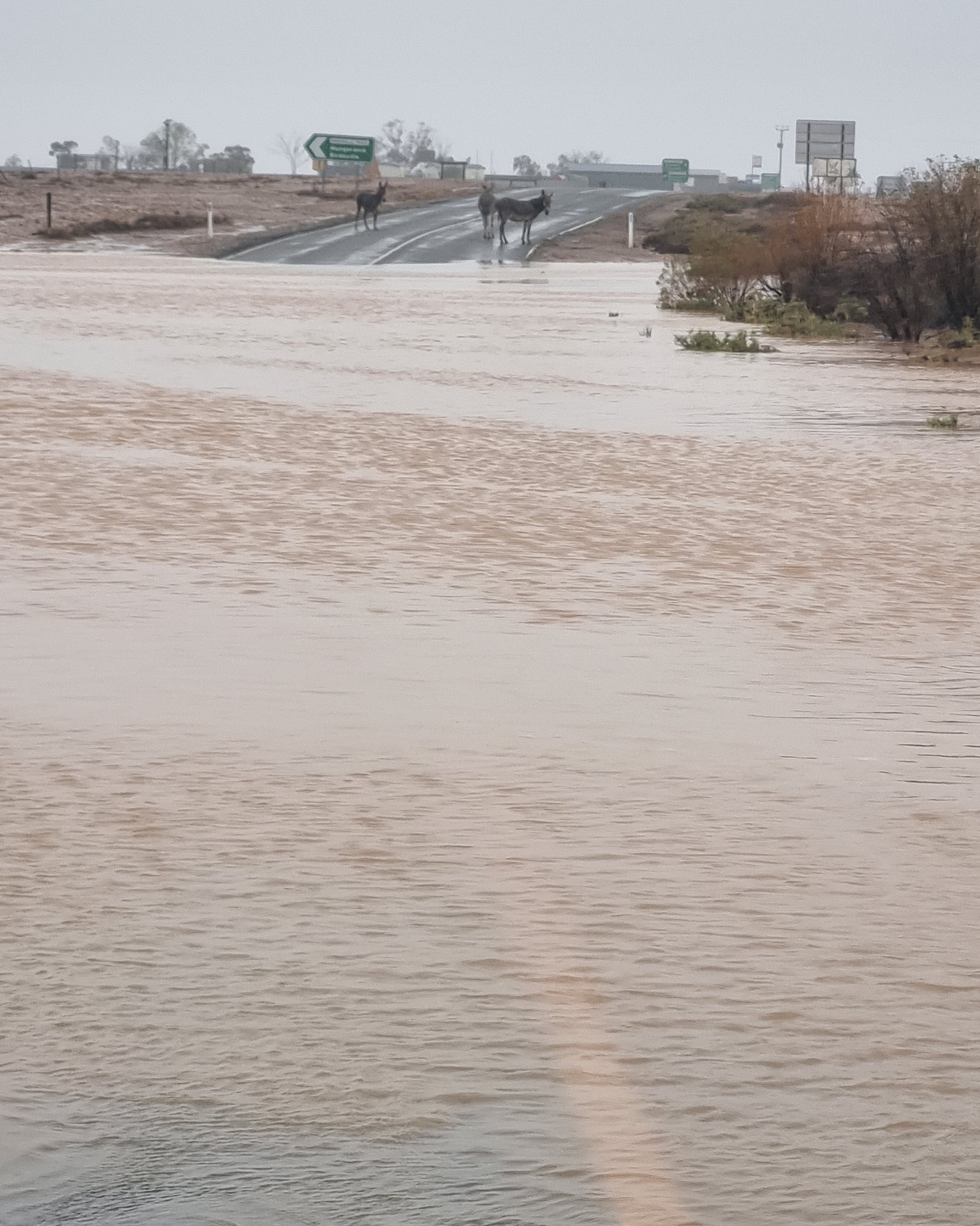 Agua de inundación marrón sobre una carretera, los burros están al otro lado