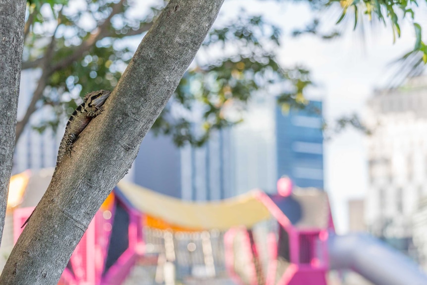 Male water dragon in a tree in Brisbane city.