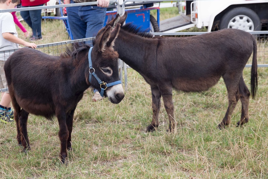 Yarra Ranges Donkey Festival in Wesburn, Victoria