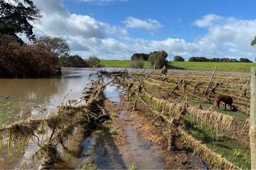 Rows of grapevines smothered in debris and swamped by water