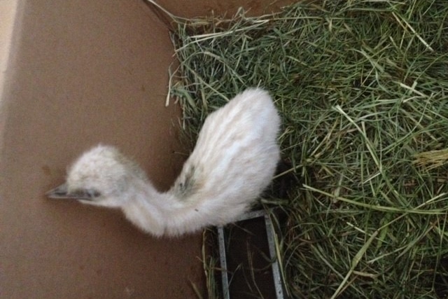 A white emu chick with light brown stripes in a box, grass underneath. 