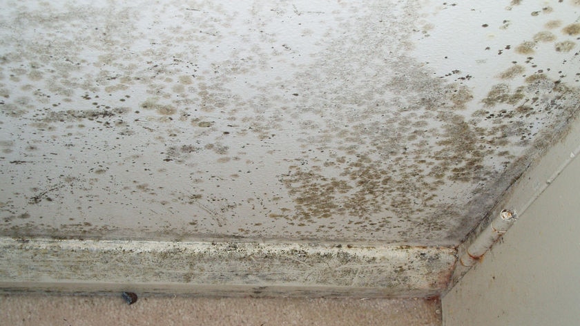 Mould is seen growing from the floor up on a white wall