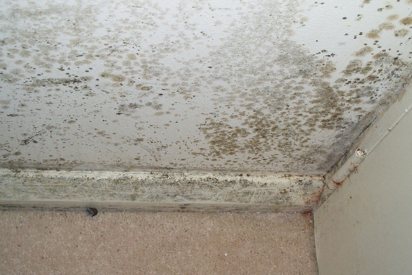 Mould is seen growing from the floor up on a white wall