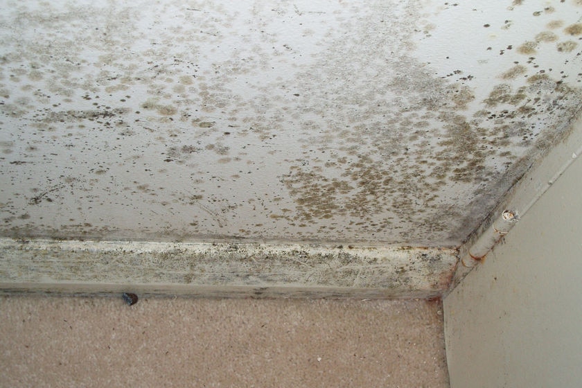 Mould on the wall of a unit at the Derwent Waters nursing home, Tasmania