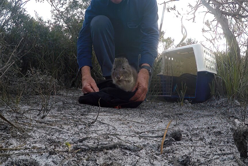 A little marsupial is released from a bag in a national park.
